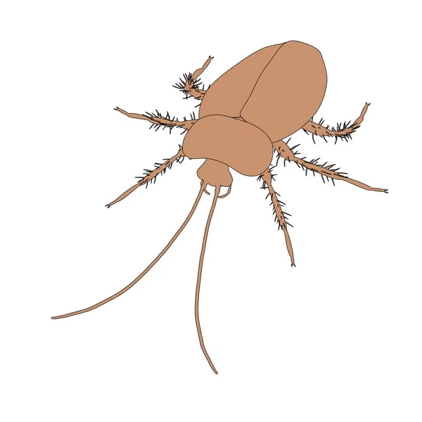 2d cartoon illustration of cockroach — Stock Photo, Image