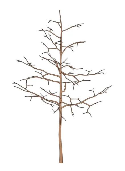 2d cartoon illustration of young oak — Stock Photo, Image