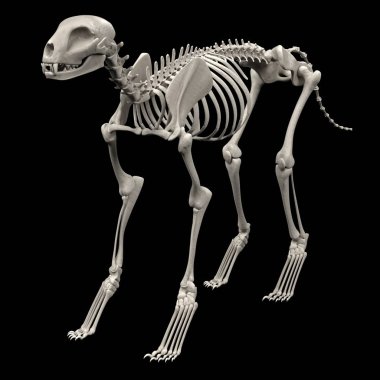 kedi iskeletin gerçekçi 3d render