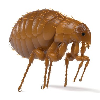 벼룩의 현실적인 3d 렌더링