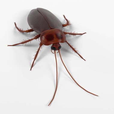 periplaneta Americana gerçekçi 3d render