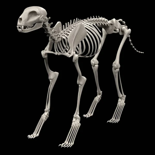 Realistic 3d render of cat skeleton — Stock Photo, Image