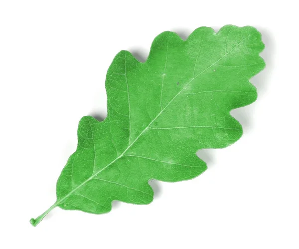 Realistic 3d render of leaf — Stock Photo, Image