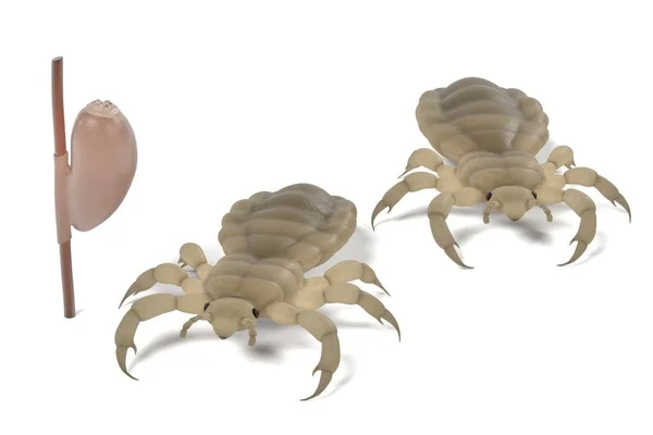 Realistic 3d render of lice set — Stock Photo, Image
