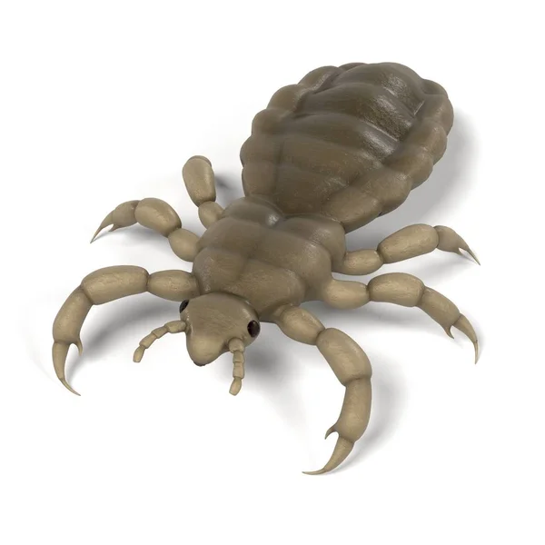 Realistic 3d render of louse — Stock Photo, Image