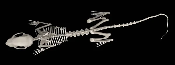 Realistic 3d render of rat skeleton — Stock Photo, Image