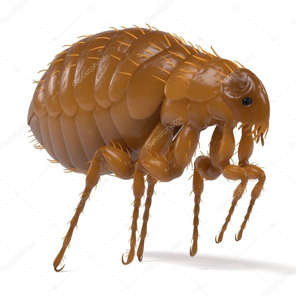 realistic 3d render of flea