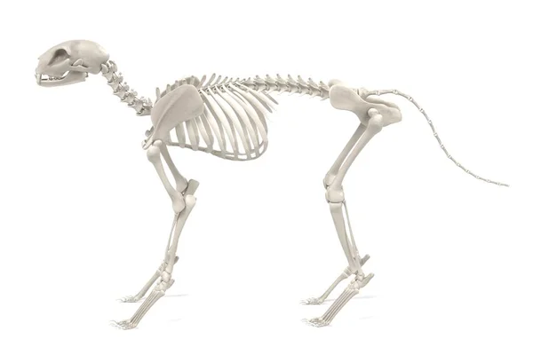 Realistic 3d render of cat skeleton — Stock Photo, Image