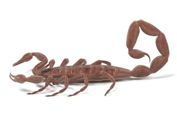 Centruroides vittatus gerçekçi 3d render — Stok fotoğraf