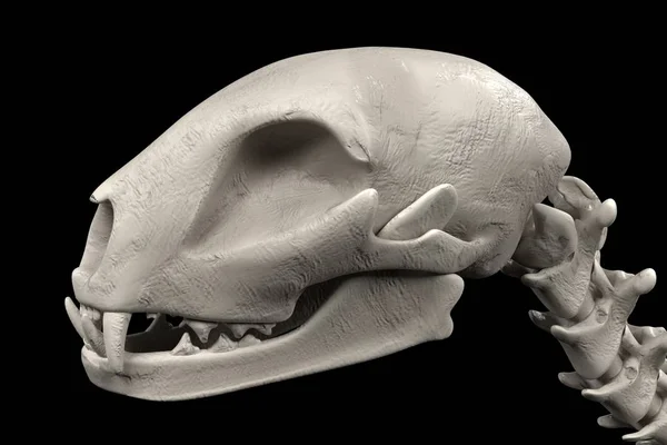 Representación 3D realista de esqueleto de gato — Foto de Stock
