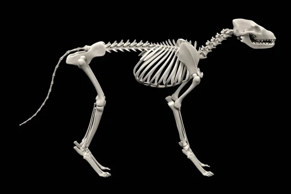 Реалистичный 3D рендеринг скелета собаки — стоковое фото
