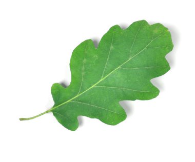 yaprak gerçekçi 3d render