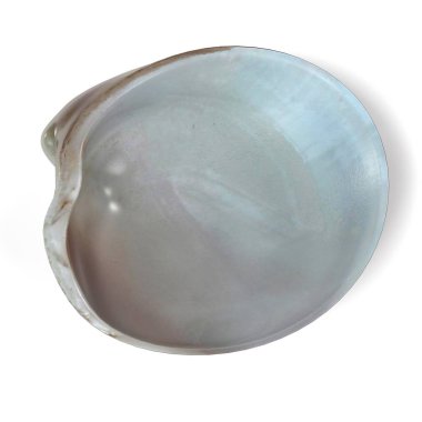 Dosinia Lupinus (midye gerçekçi 3d render)