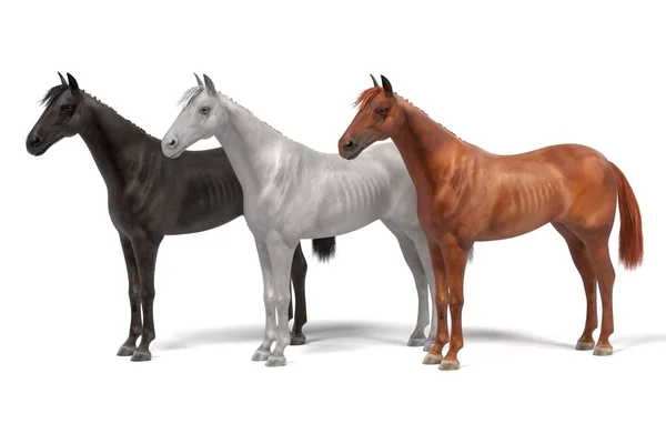 Renderizado 3d realista de caballos —  Fotos de Stock