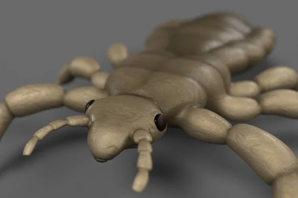 Realistic 3d render of louse — Stock Photo, Image