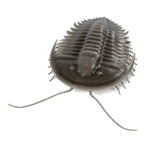 Rendu 3d réaliste de trilobite — Photo