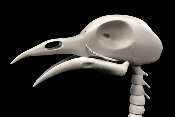 Realistic 3d render of pigeon skeleton — Stock Photo, Image