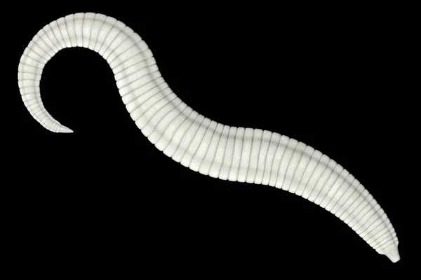 Realistic 3d render of pinworm — Stock Photo, Image