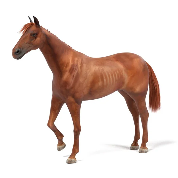 Realistyczne 3d render quarter Horse — Zdjęcie stockowe