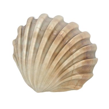 Cerastoderma zamanla (ortak Cockle gerçekçi 3d render)