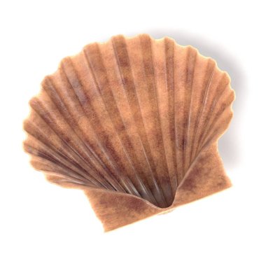 Pecten Fumatus (tarak gerçekçi 3d render)