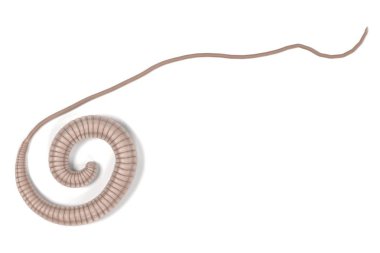 whipworm gerçekçi 3d render