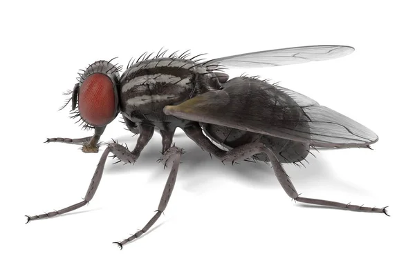 Реалістичний 3d візуалізація гриба вітчизняна - загальна муха — стокове фото
