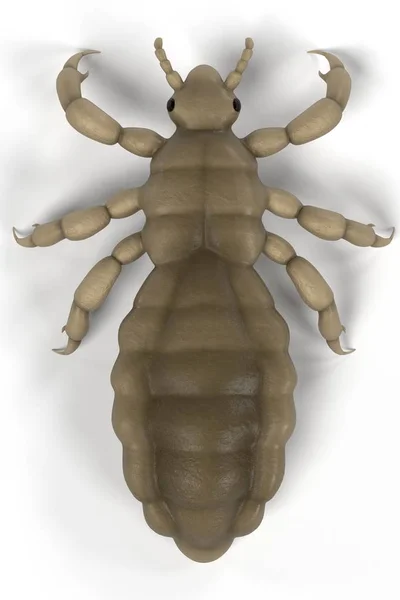 Realistic 3d render of louse — Stock Photo, Image