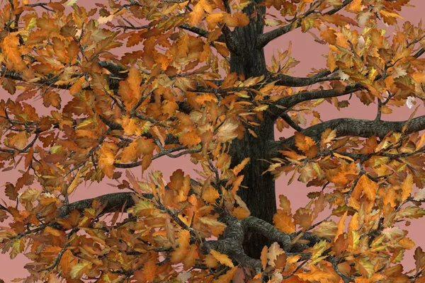 Valósághű 3d render Tölgy fa — Stock Fotó