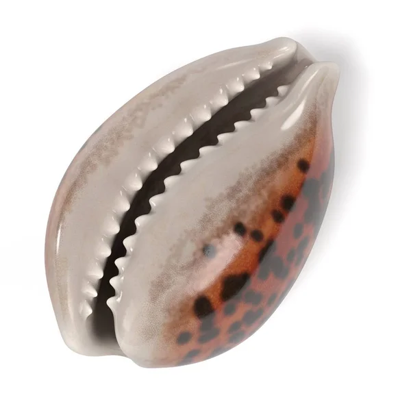 Realistic 3d render of Cypraea Tigris (Tiger Cowrie) — Stock Photo, Image