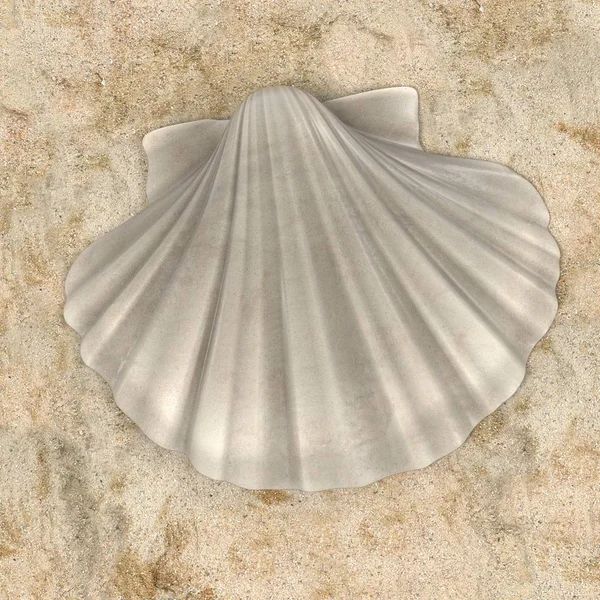 Realistische 3D-Darstellung von Pecten albicans (Japanische Jakobsmuschel)) — Stockfoto