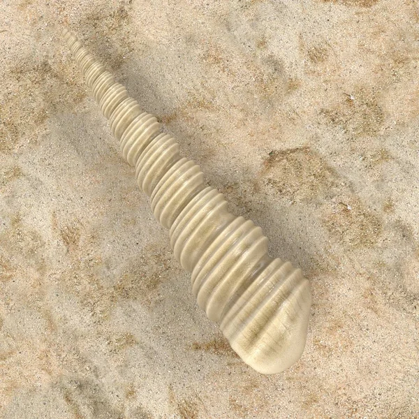 Realistic 3d render of Turritella Terebra (Boring Turret Snail) — Stock Photo, Image