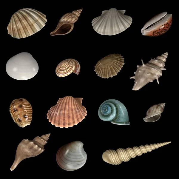 Realistic 3d render of shells collection — Stock Photo, Image