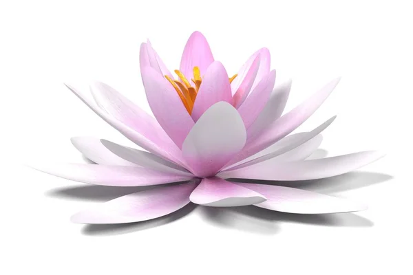 Realistic 3d render of water lily — Stock Photo, Image