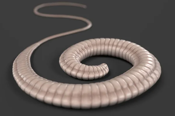 Renderização 3d realista de whipworm — Fotografia de Stock