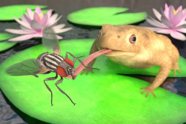Ρεαλιστική τρισδιάστατη απόδοση των βάτραχος τρώει μύγα — Φωτογραφία Αρχείου