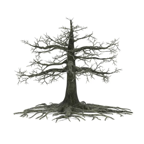 Realistic 3d render of oak tree — Stock Photo, Image