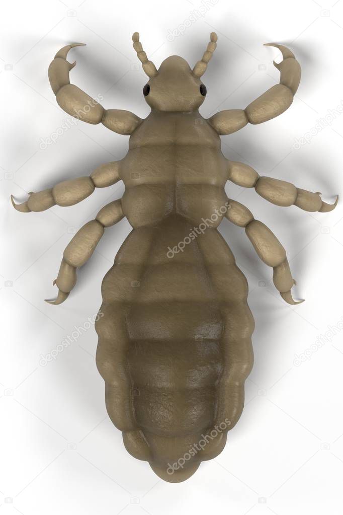 realistic 3d render of louse