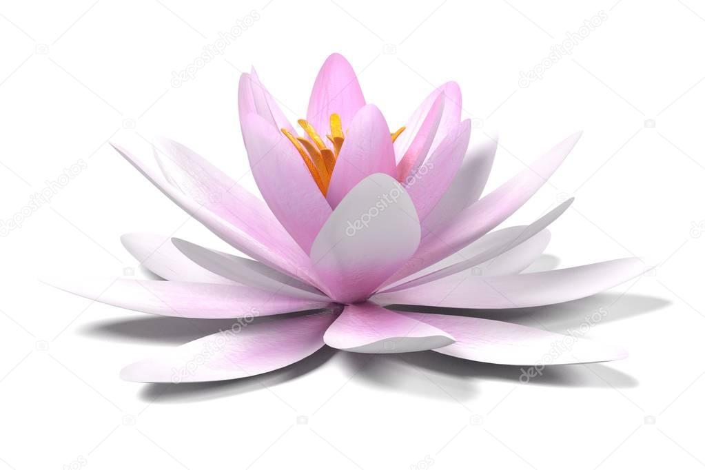 realistic 3d render of water lily