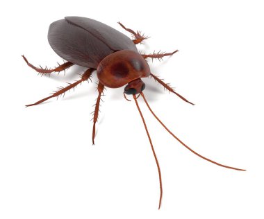 periplaneta Americana gerçekçi 3d render