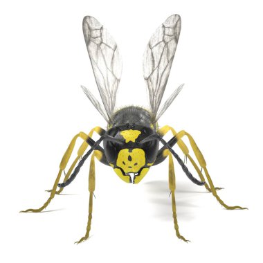 vespula vulgaris gerçekçi 3d render