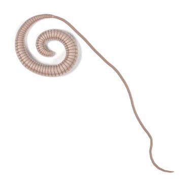 whipworm gerçekçi 3d render