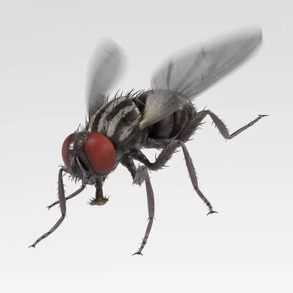 Realistické 3d vykreslení musca domestica - společné fly — Stock fotografie