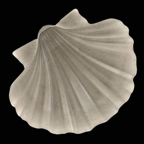 Realistic 3d render of Pecten Albicans (Japanese Baking Scallop) — Stock Photo, Image