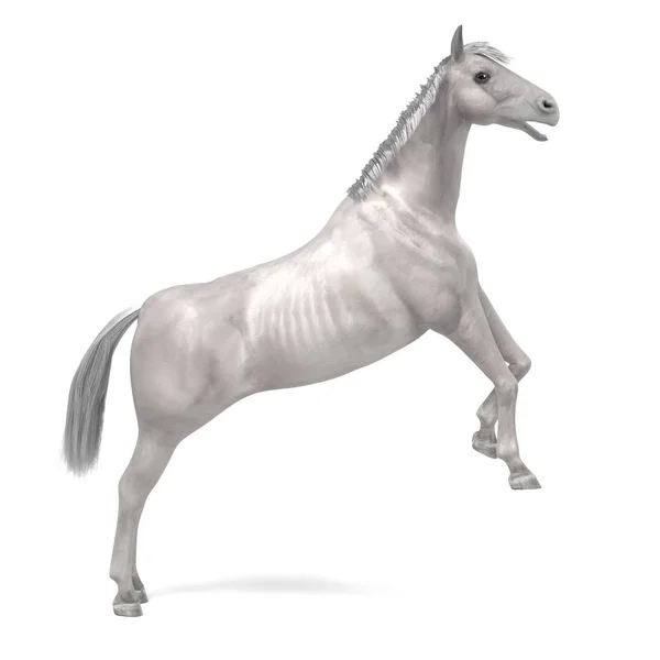 Renderização 3d realista de cavalo branco — Fotografia de Stock