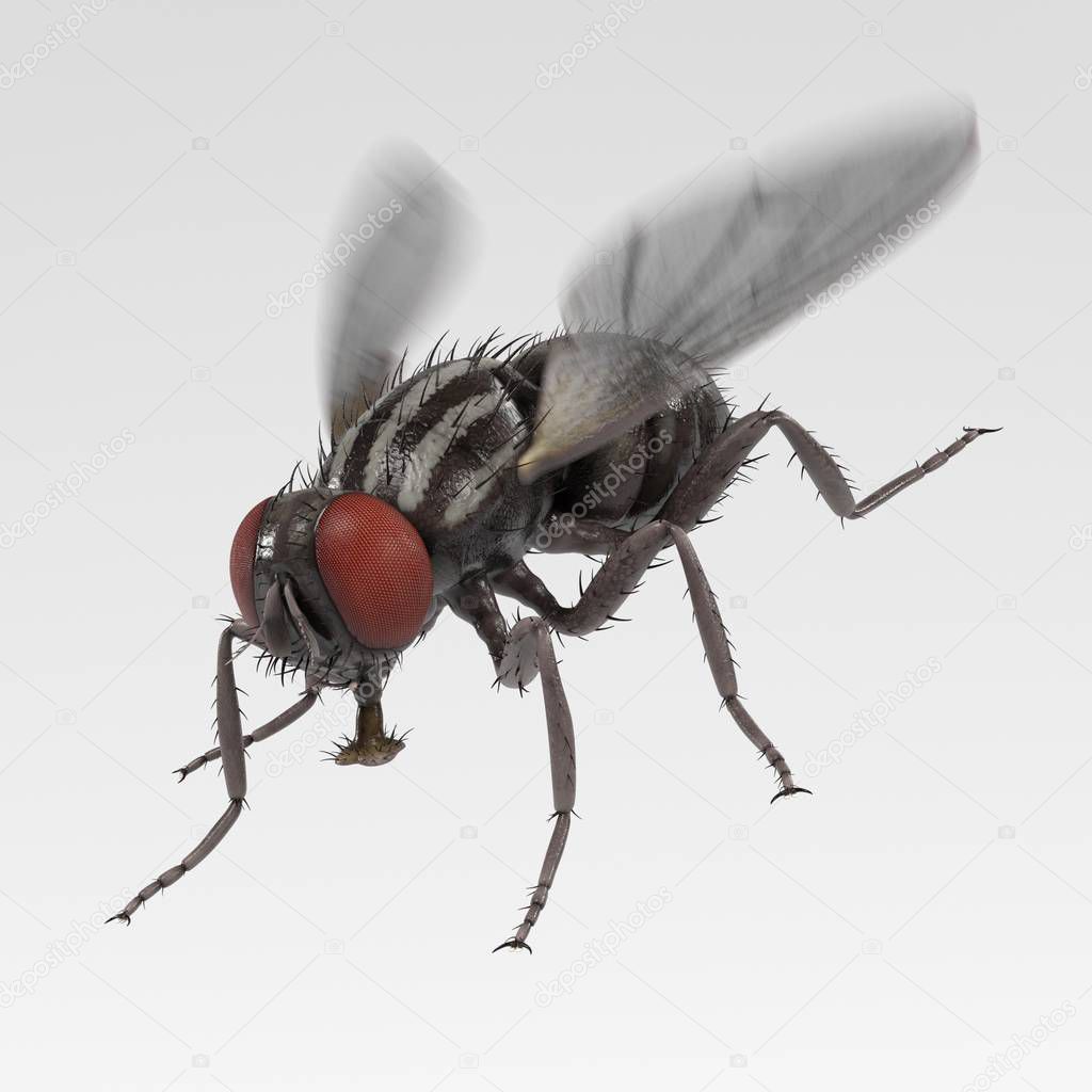 realistic 3d render of musca domestica - common fly