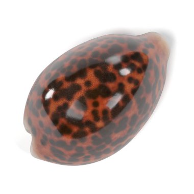 realistic 3d render of Cypraea Tigris (Tiger Cowrie) clipart