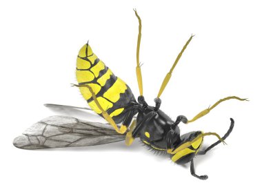 vespula vulgaris gerçekçi 3d render