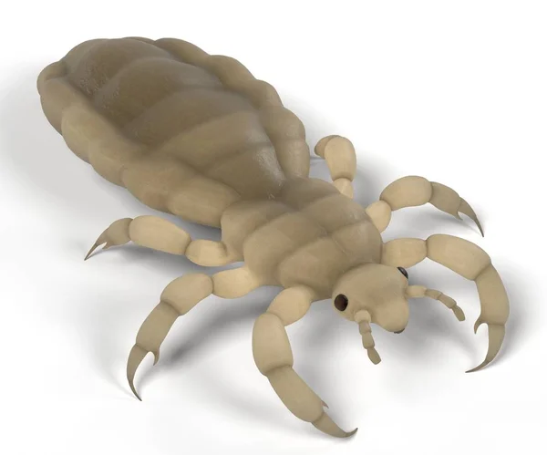 Realistic 3d render of louse — Stock Photo, Image