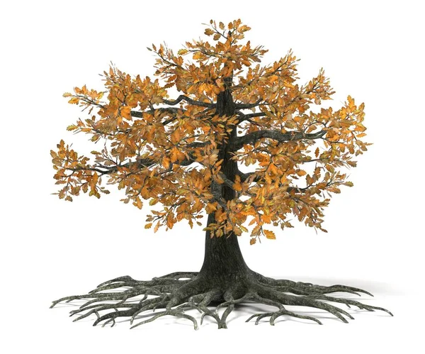 樫の木の現実的な 3 d のレンダリング — ストック写真